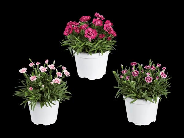 Dianthus