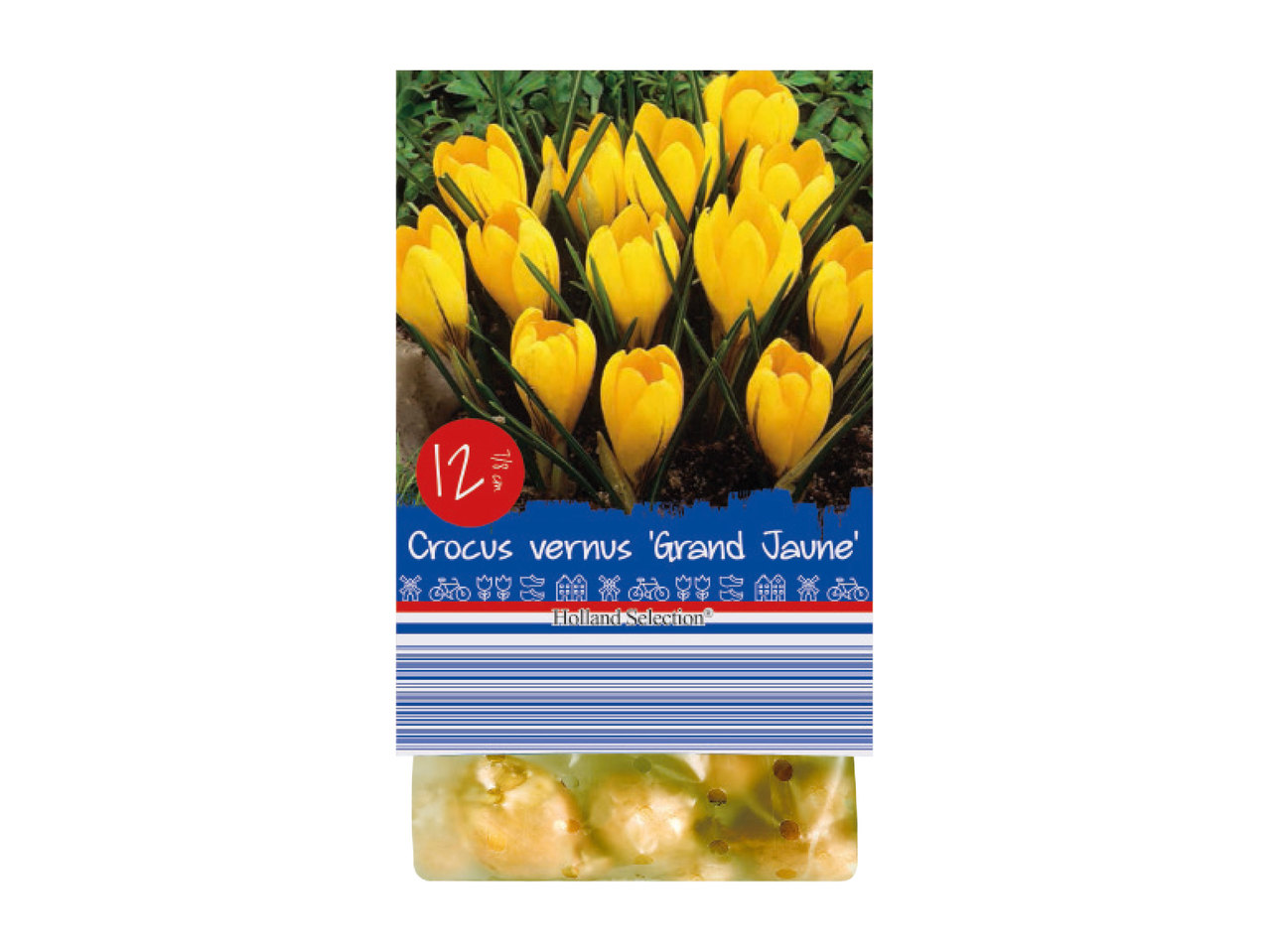 Frühjahrsblumenzwiebeln