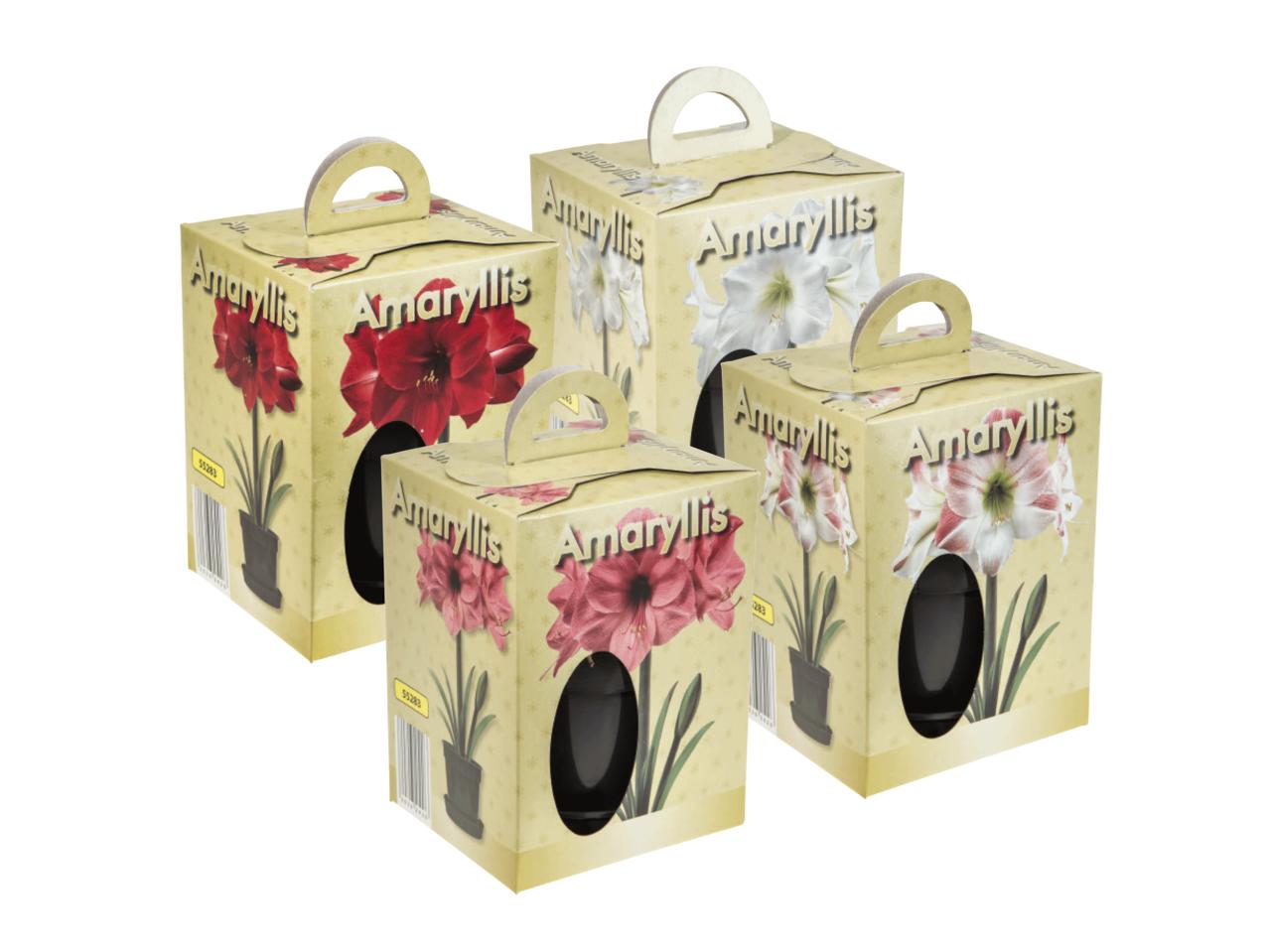 Amaryllis Bulb in Pot