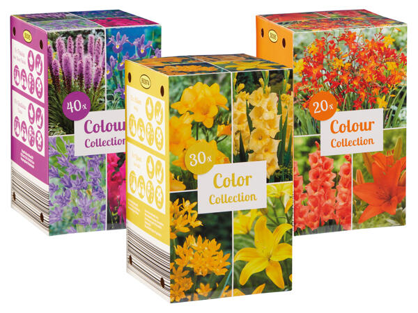 Herbstblumenzwiebel Kollektion
