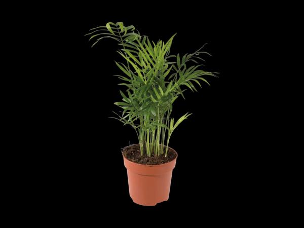 Green Plants