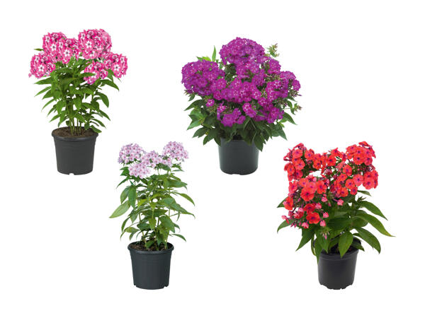 Phlox paniculata