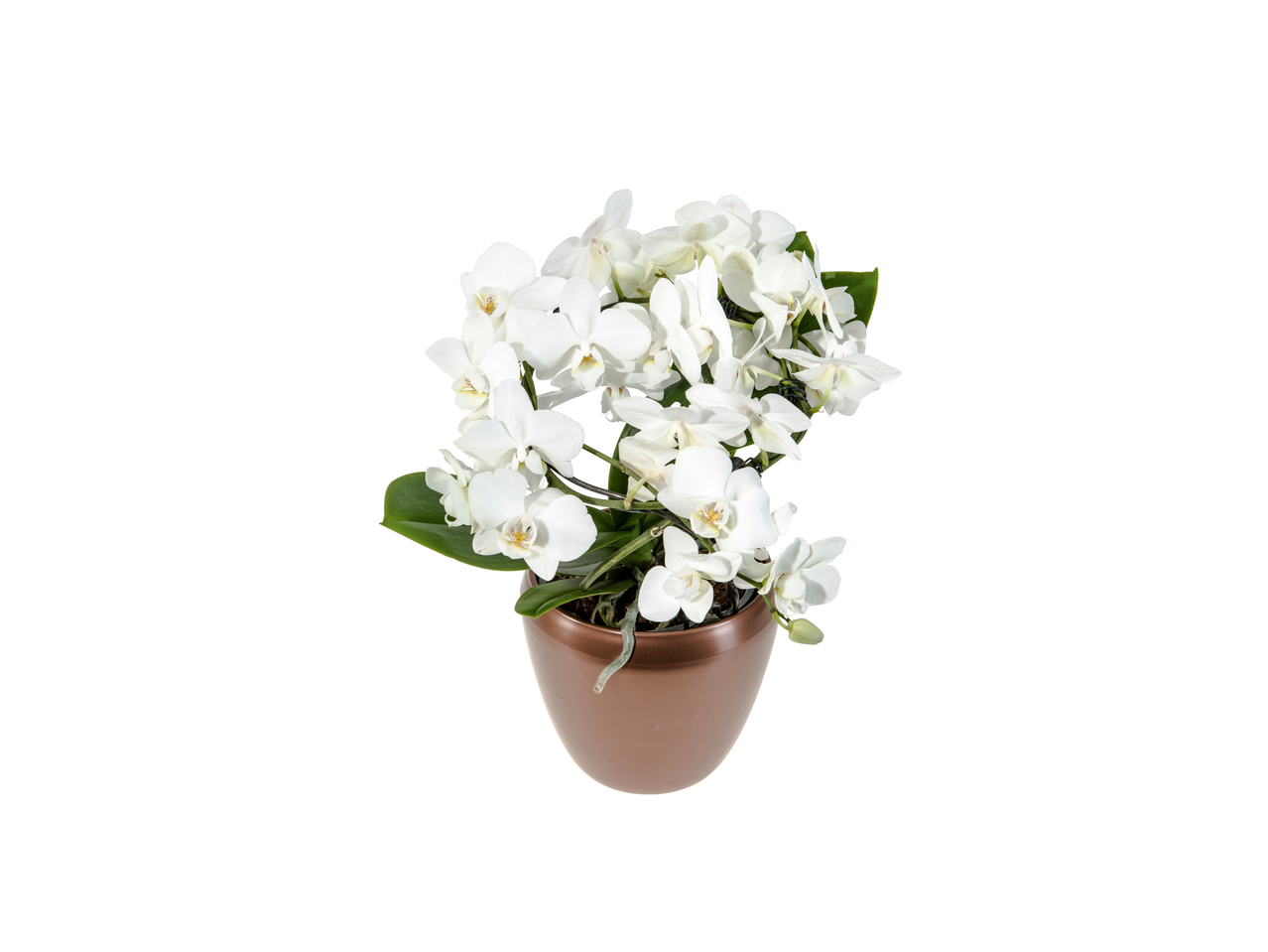Phalaenopsis dans un pot en céramique