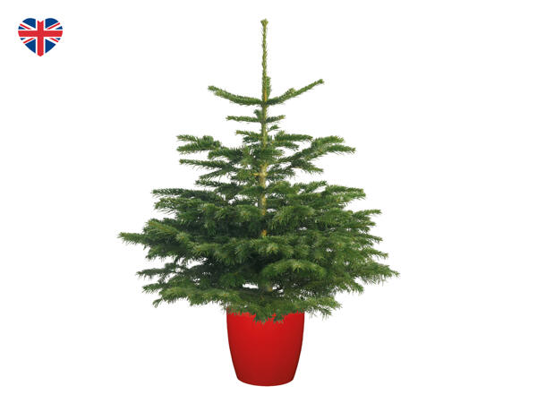 British Pot Grown Non-Drop Nordman Fir Christmas Tree
