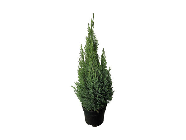 Cypres Ellwoodii