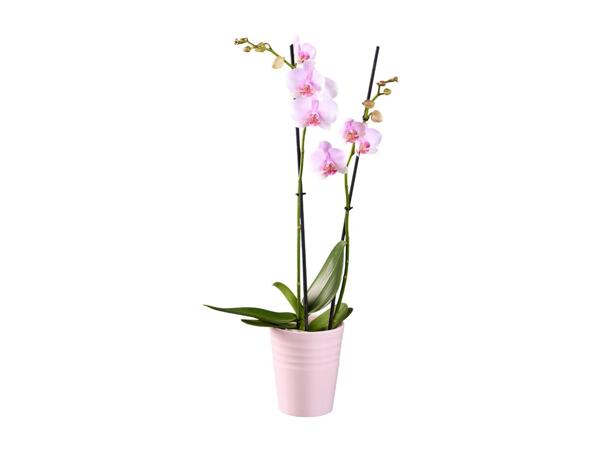 Orchids In Ceramics
