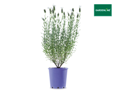 LAVENDER SENSATION 140MM