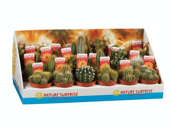 Cactus Mix