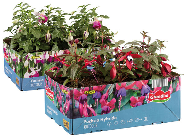 Fuchsien 6er Tray