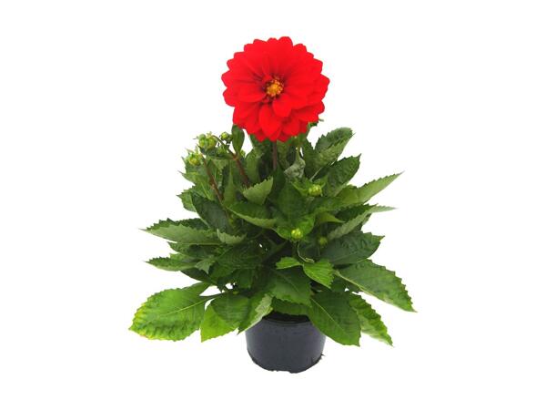 Dahlia Aztec