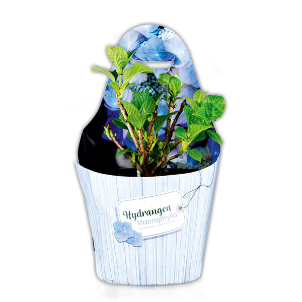 Tellerhortensie