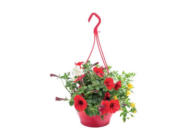 Colour Hanging Baskets