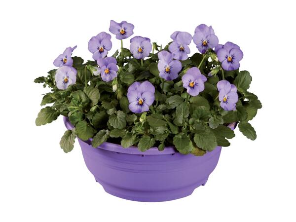 Round Spring Planter