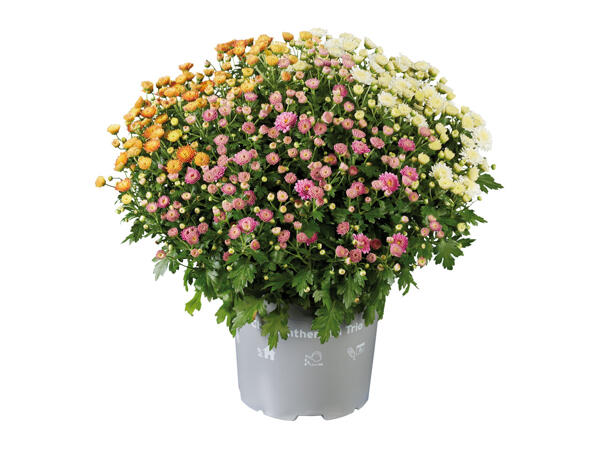 Chrysanthemen-Trio