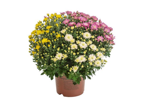 Trefarvet chrysanthemumbusk