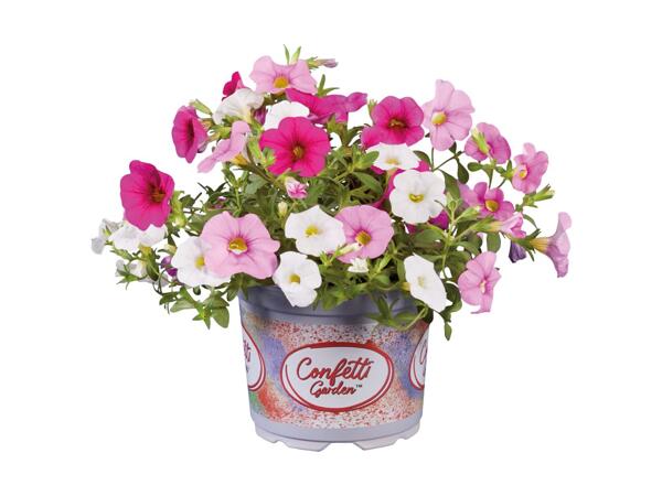 Minipetunia