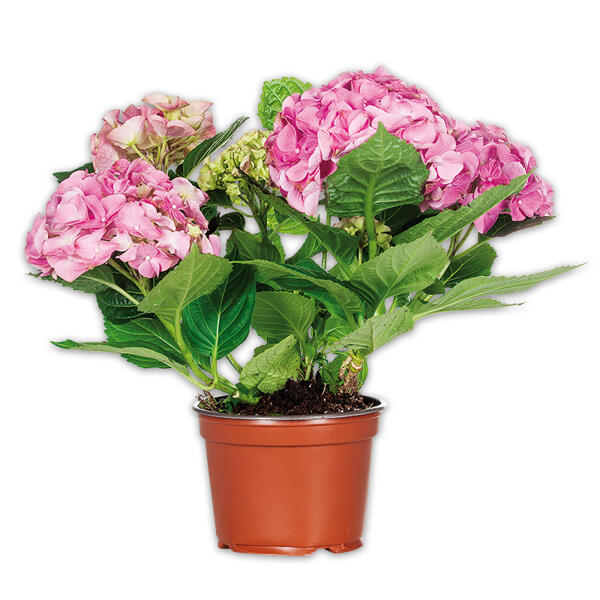 Hortensie