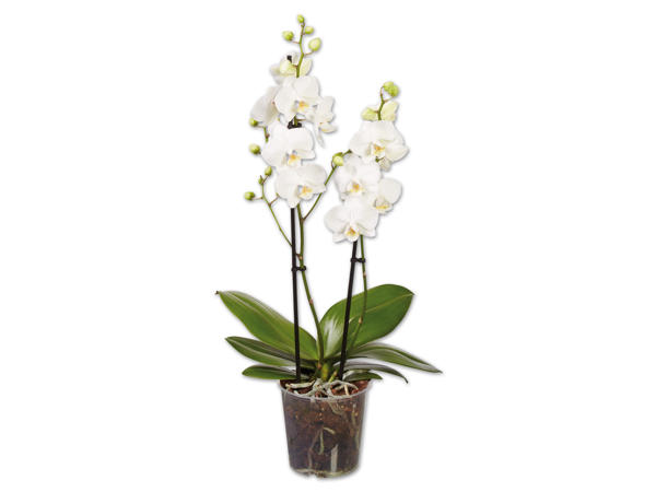 Orchidee
