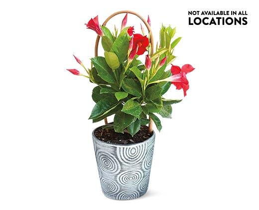 Summer Tropical Plant