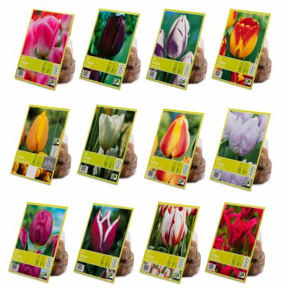 Bulbes de tulipes, 20 pcs