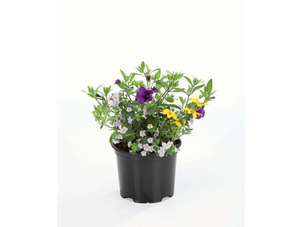 Trio de fleurs
