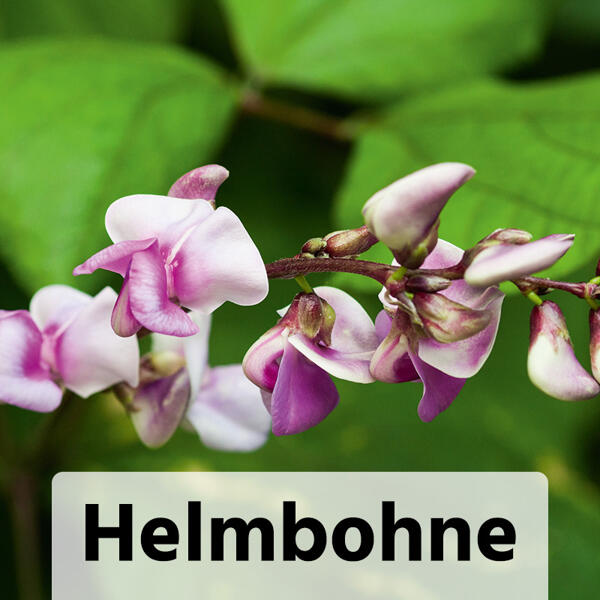 Sommerschlingpflanzen