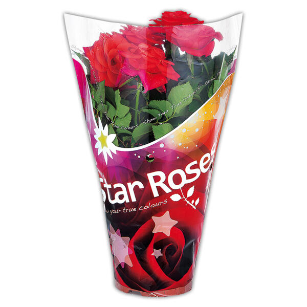 Topfrose