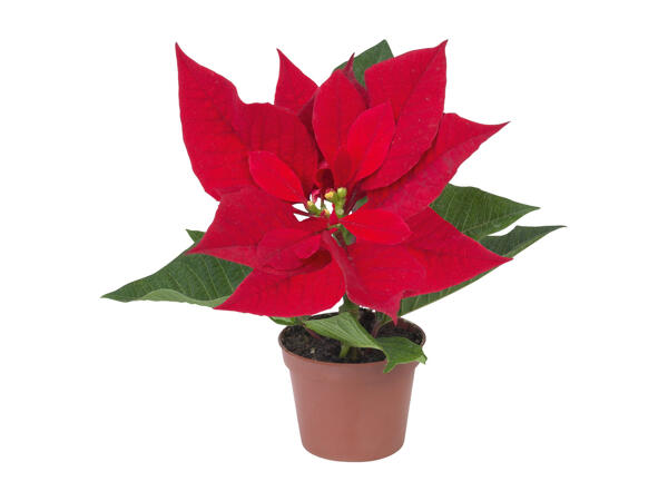 Mini Poinsettia