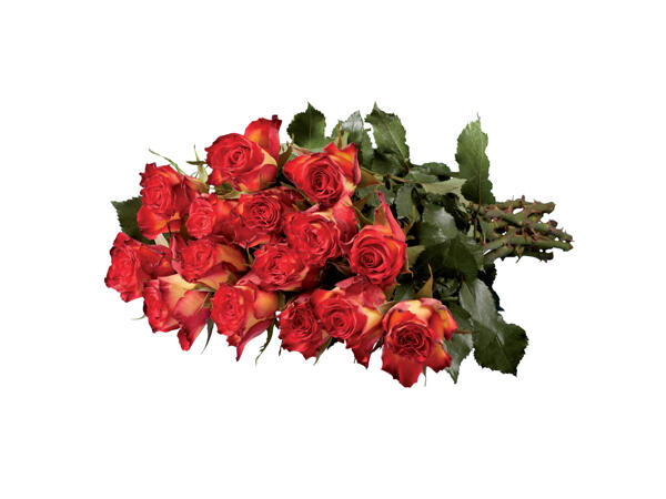 Large Headed Roses
