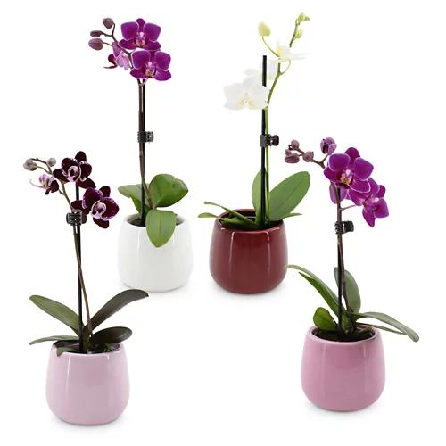 Orchideen zum Muttertag