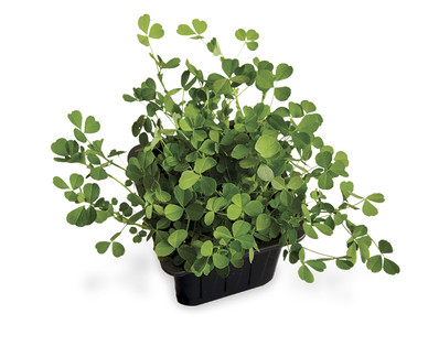 Shamrock