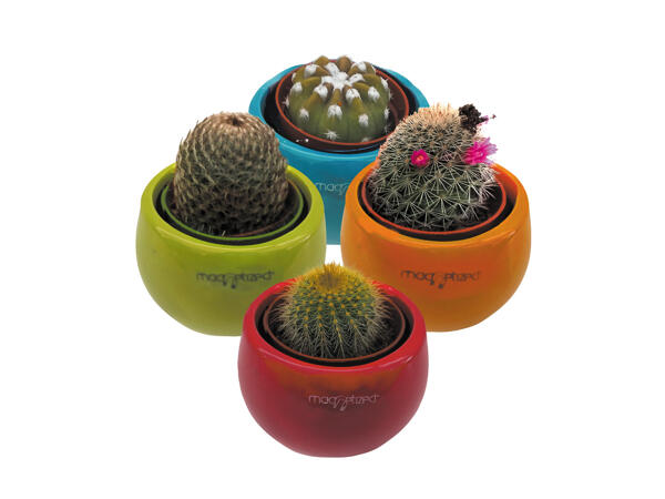Cactus and Succulents in Magnetic Pot