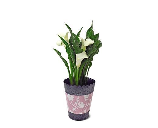 Calla Lily in Can Assorted Colors