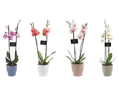 ORCHIDEA