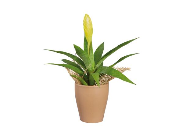 Mini Exotic Plants