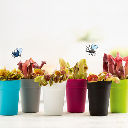 Plante carnivore