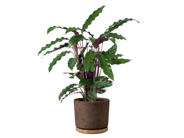 Calathea
