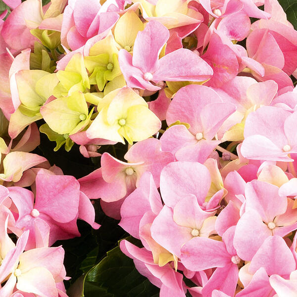 Premium Hortensie