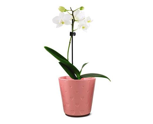5" Easy Orchid Assorted Colors