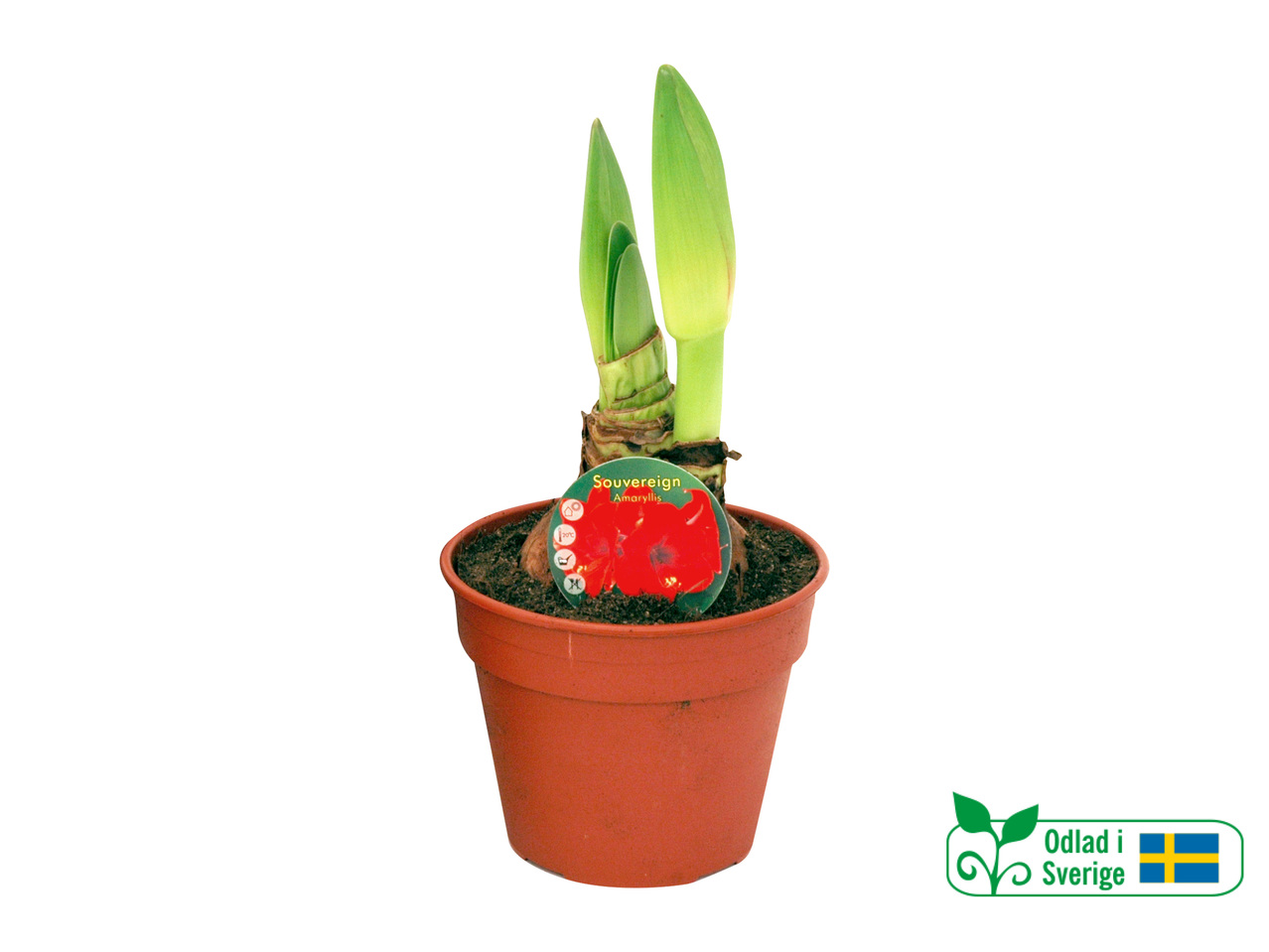 SVENSK JUMBOAMARYLLIS