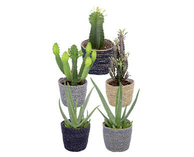 ALOE VERA ET EUPHORBE