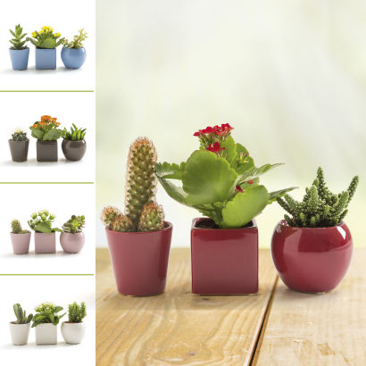 Mini plantes, 3 pcs