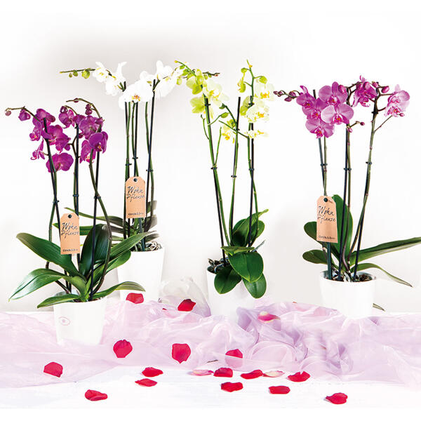 Orchidee "Phalaenopsis"