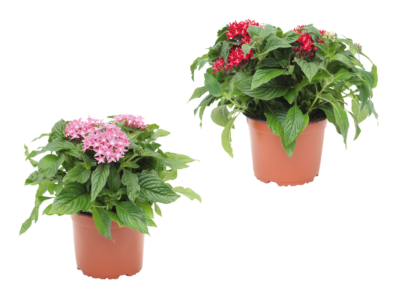 Pentas XL