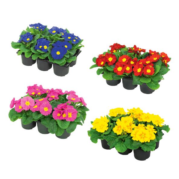 Primevères, 6 pcs