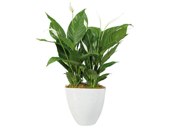 Spathiphyllum XXL mit Keramiktopf