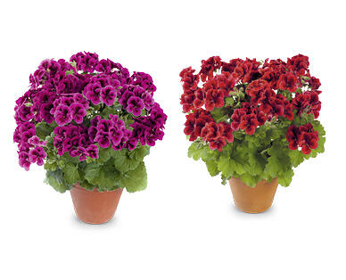 GARDENLINE Edelpelargonie