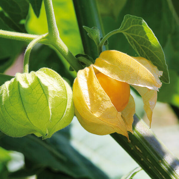 Physalis-Kapstachelbeere