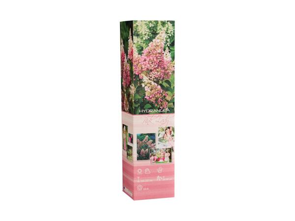 Spring Hydrangea in Box