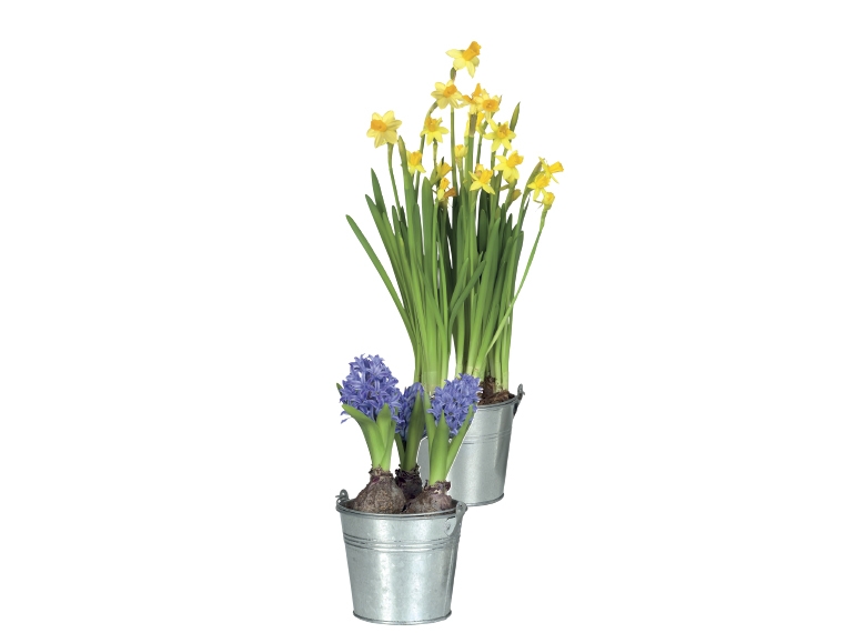 Flowering Bulbs in Zinc Bucket